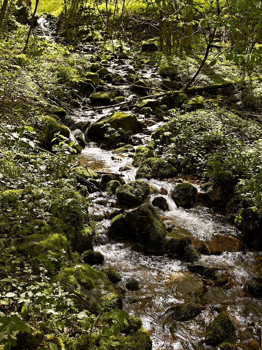 Fresh Mountain Stream