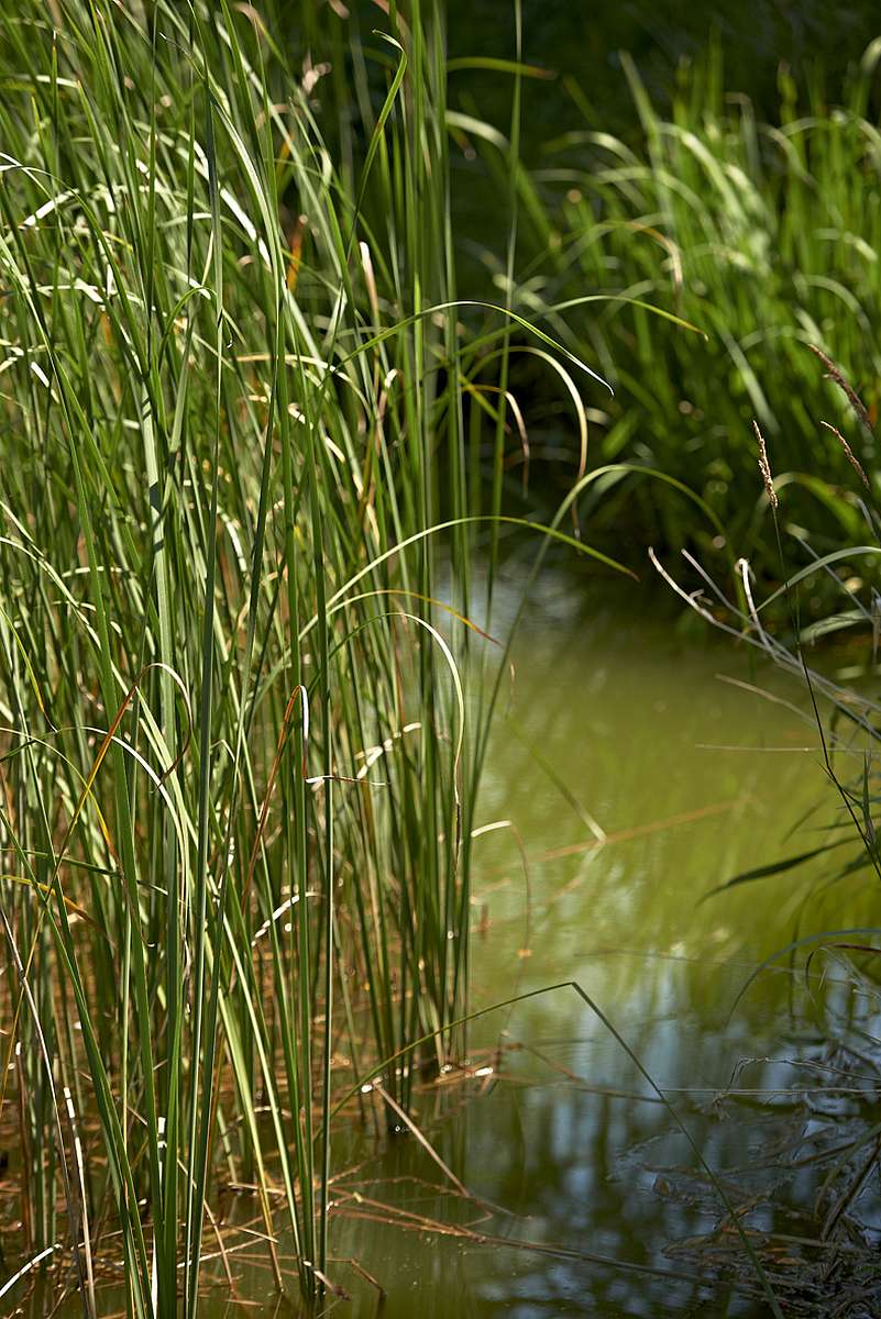 A pond