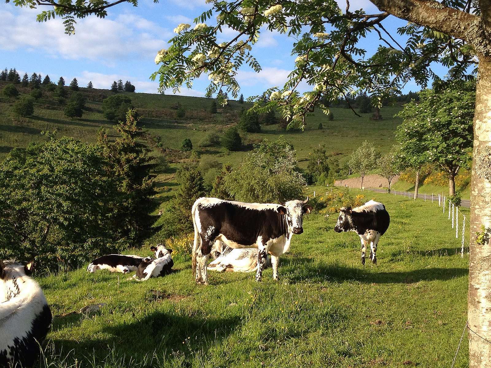 Vosgienne cattle