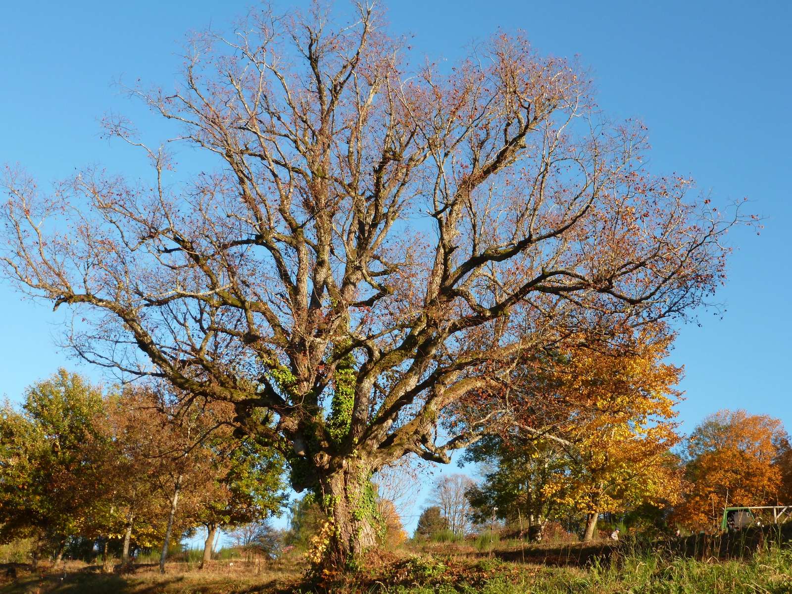 An oak tree in Solbach