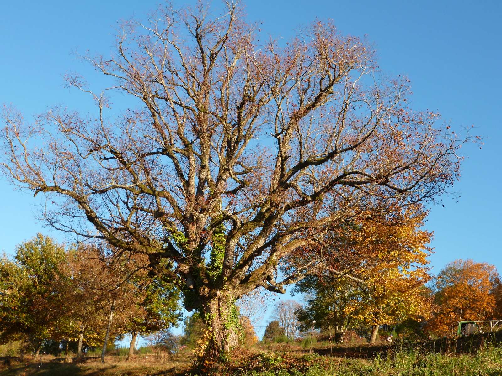 Un chêne à Solbach