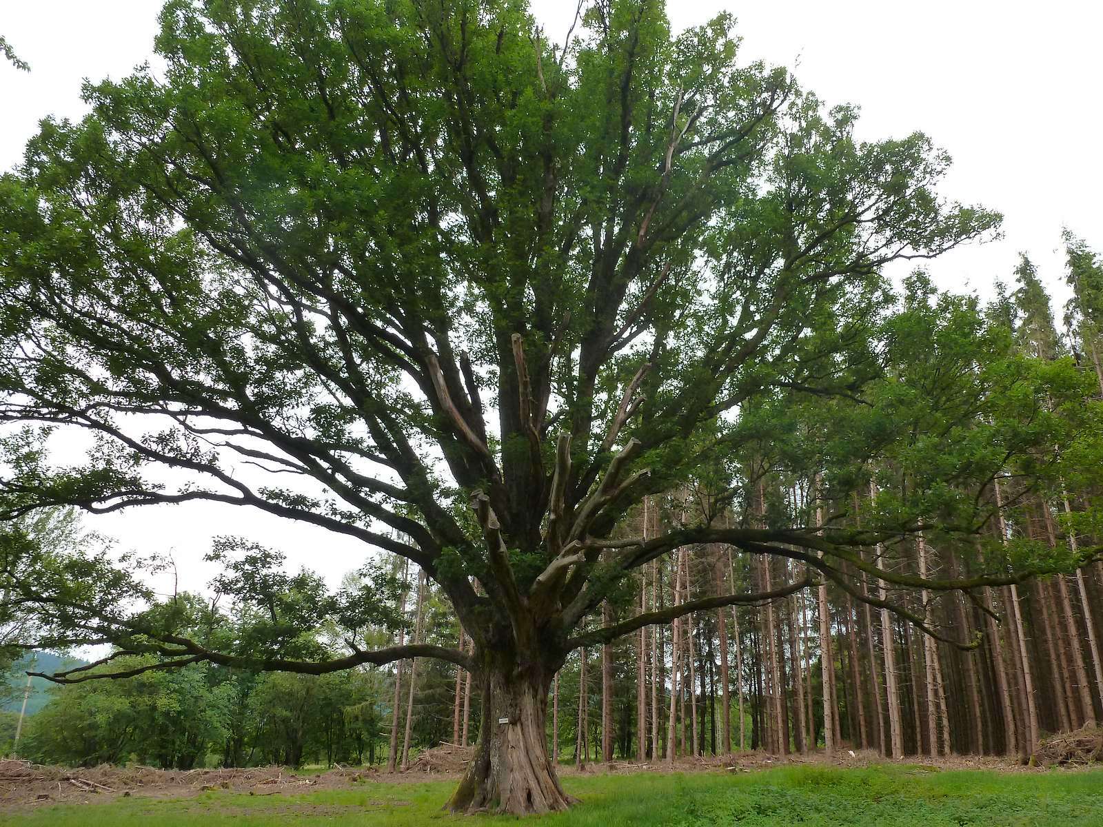 The old oak of Salm