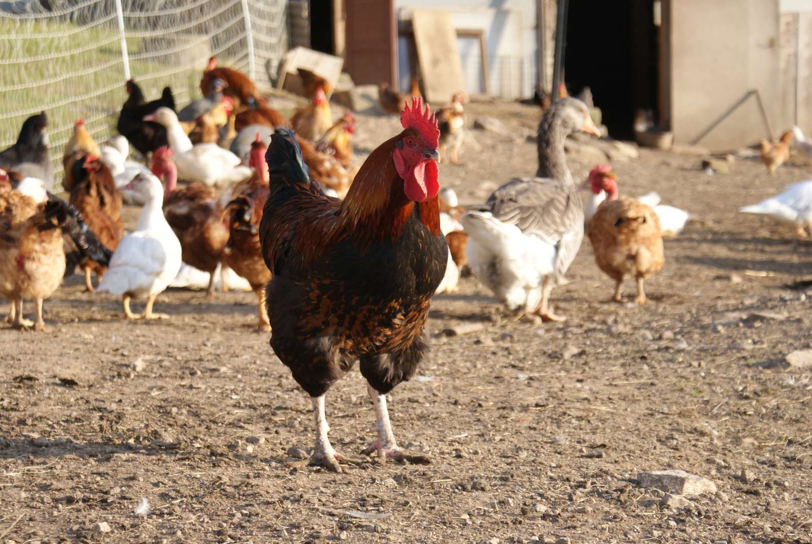 Le roi de la ferme