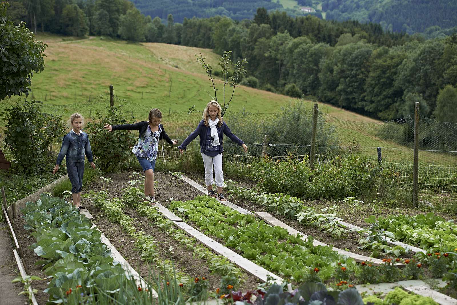 A vegetable garden