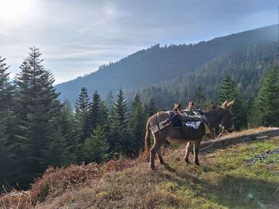 © La Forêt An'imée