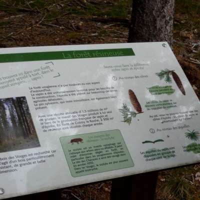 Sentier thématique : Le sentier de découverte de la forêt