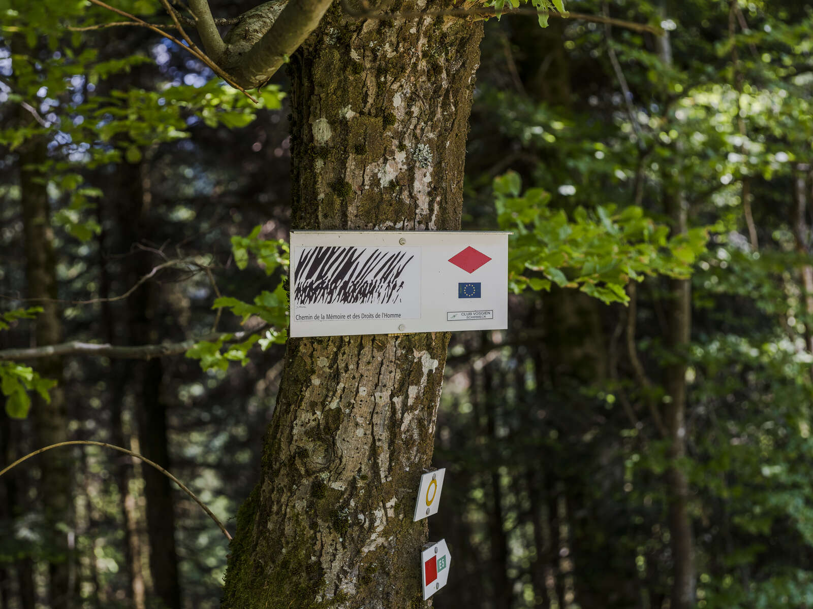 P 2994 F215005028 sentiers plaisir le camp de concentration de natzweiler et lalsace rothau