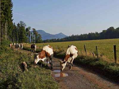 The principality of Salm