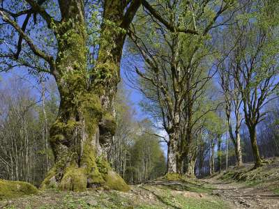© Tilleuls. Allée des fiancés. Waldersbach