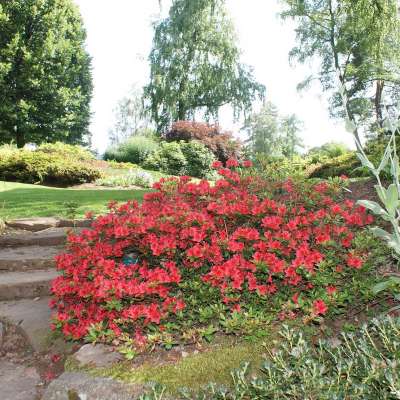 Les jardins de Callunes