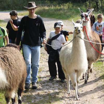 Balades avec des lamas et des ânes